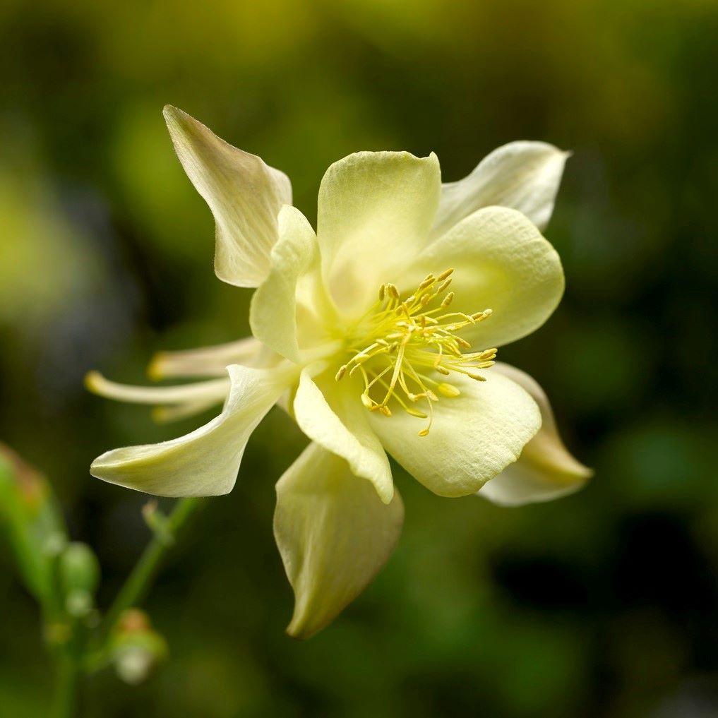 Aquilegia Kirigami Yellow