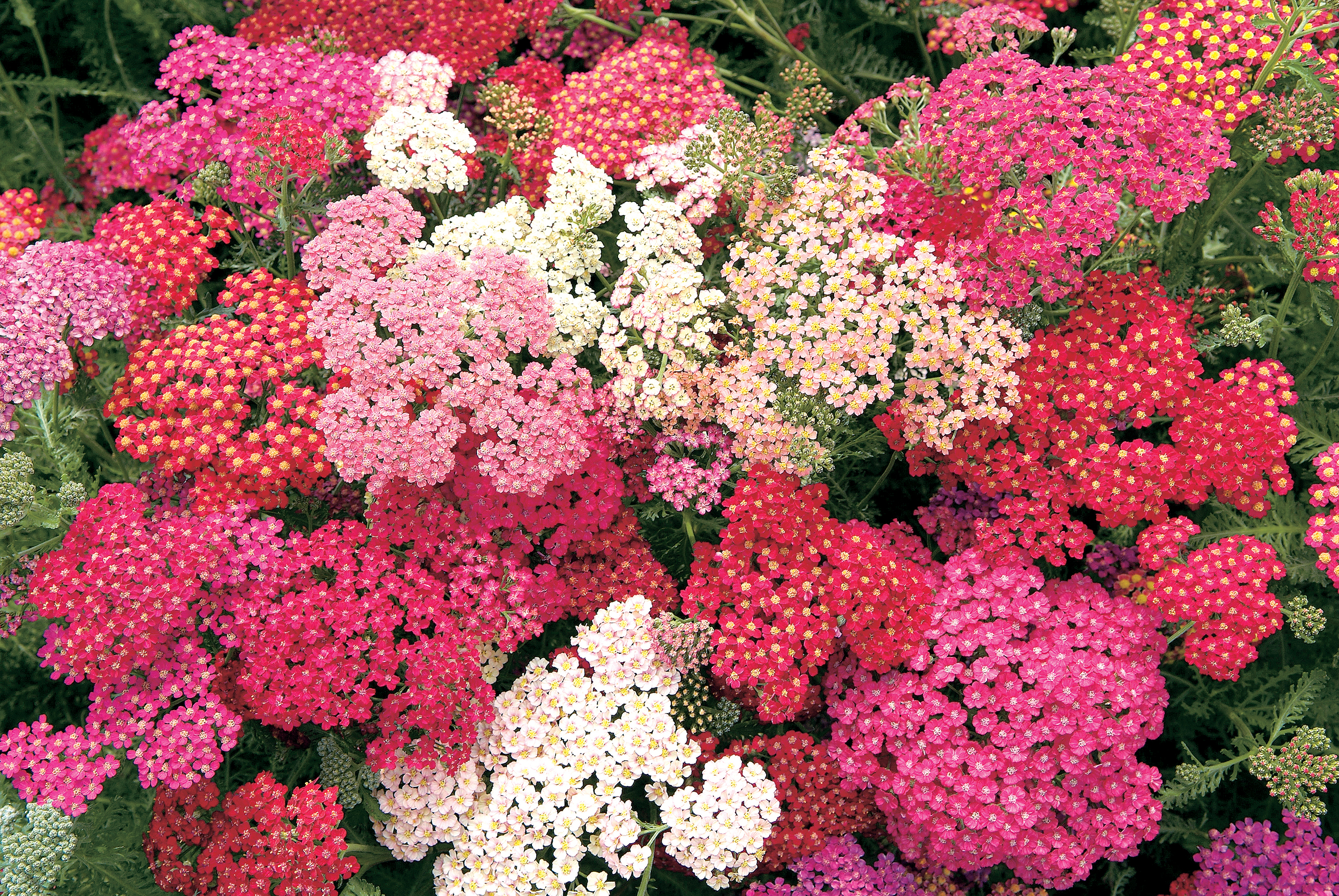 Achillea Summer Berries