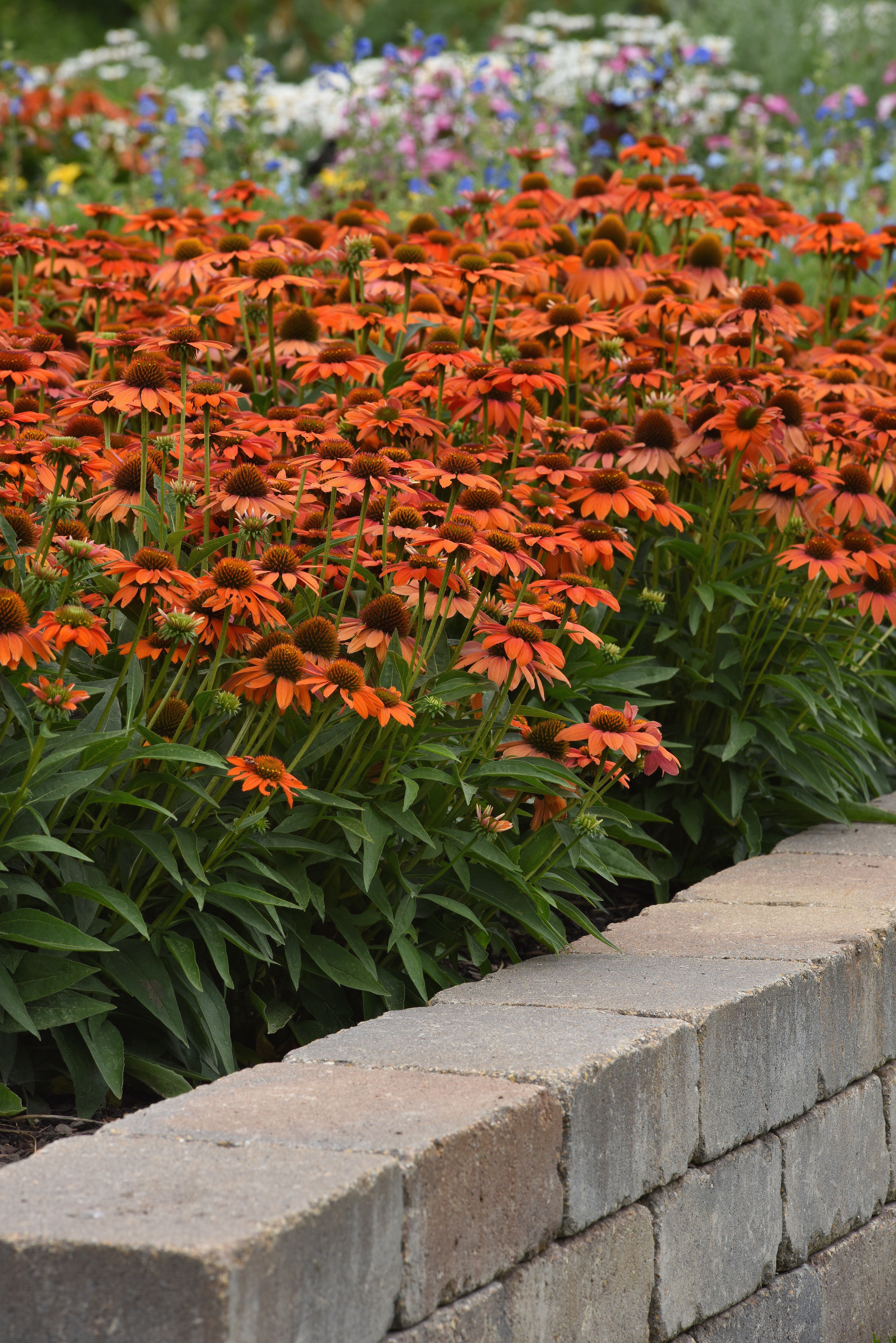 Echinacea Artisan Soft Orange