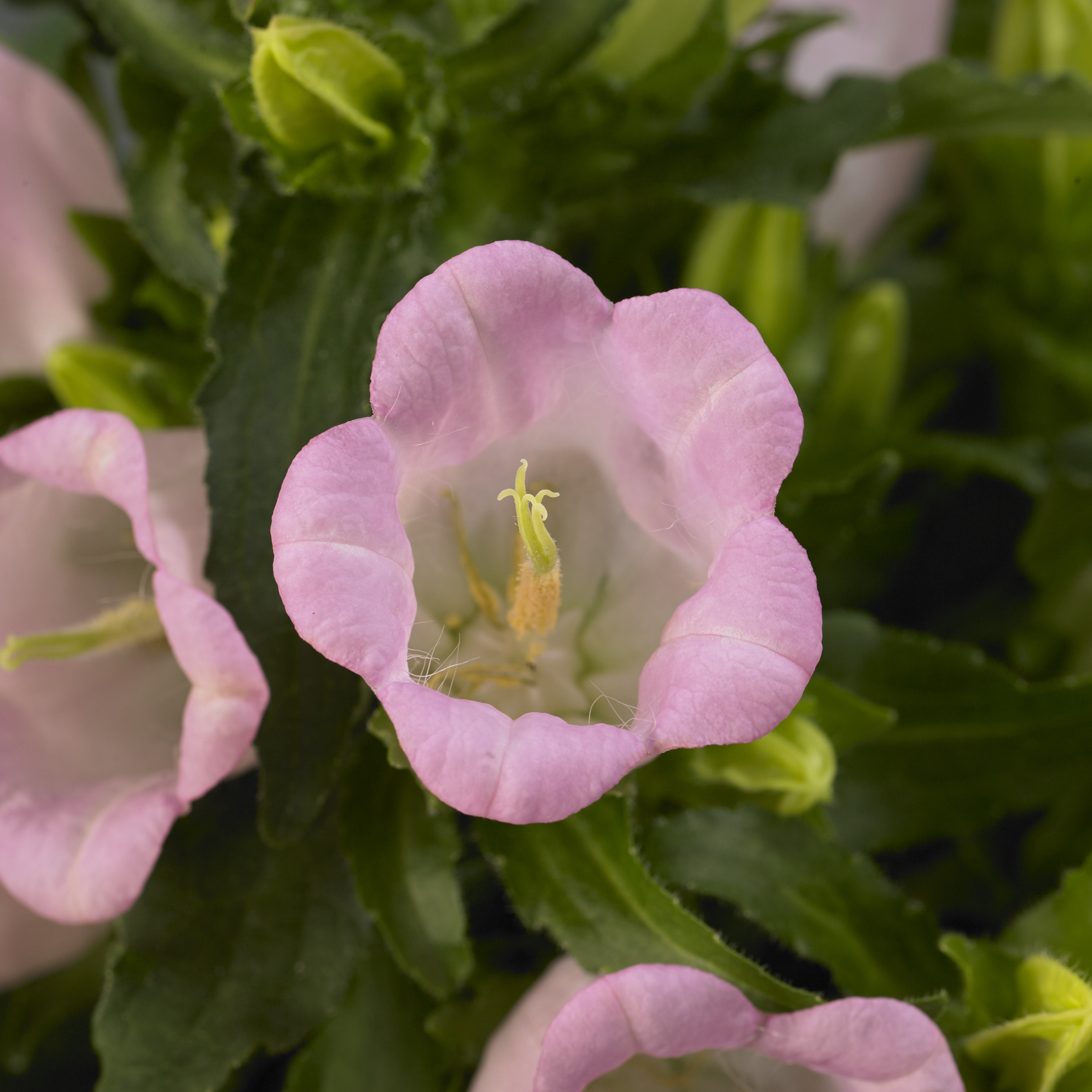 Campanula Campanella Pink