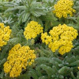 Achillea Goldie