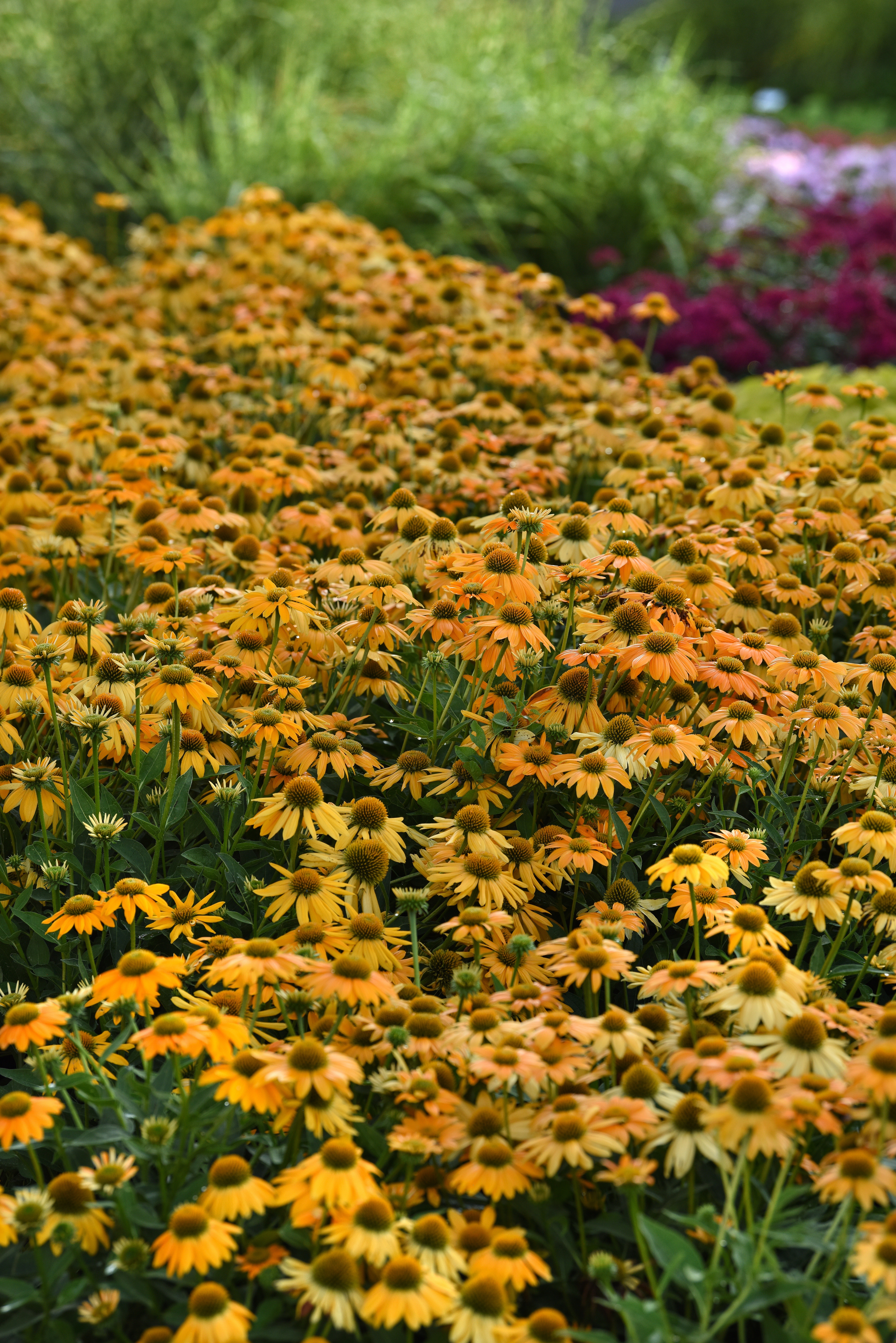 Echinacea Artisan Yellow Ombre