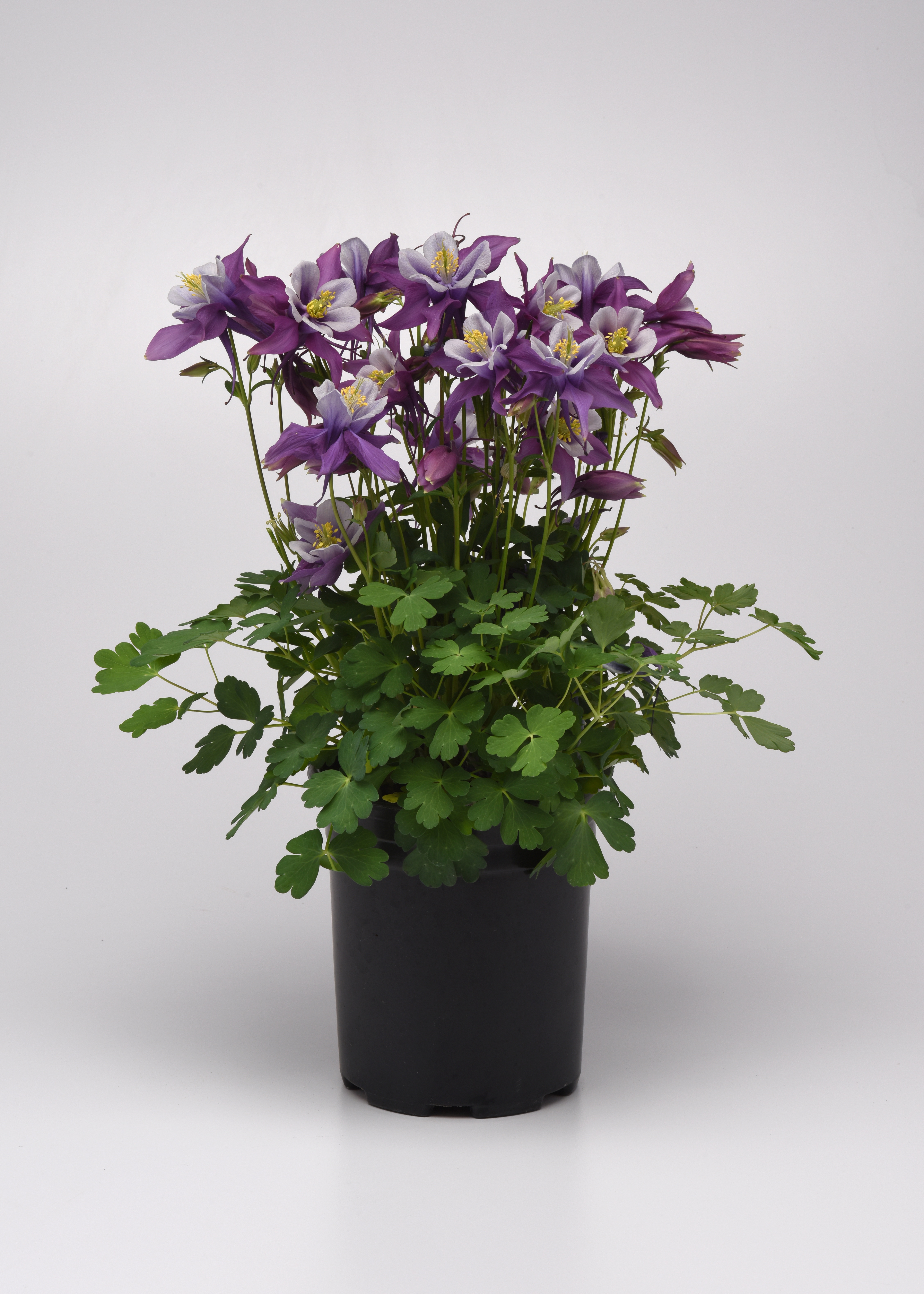 Aquilegia Earlybird Purple Whi