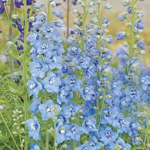 Delphinium Pacific Giants Summer Skies