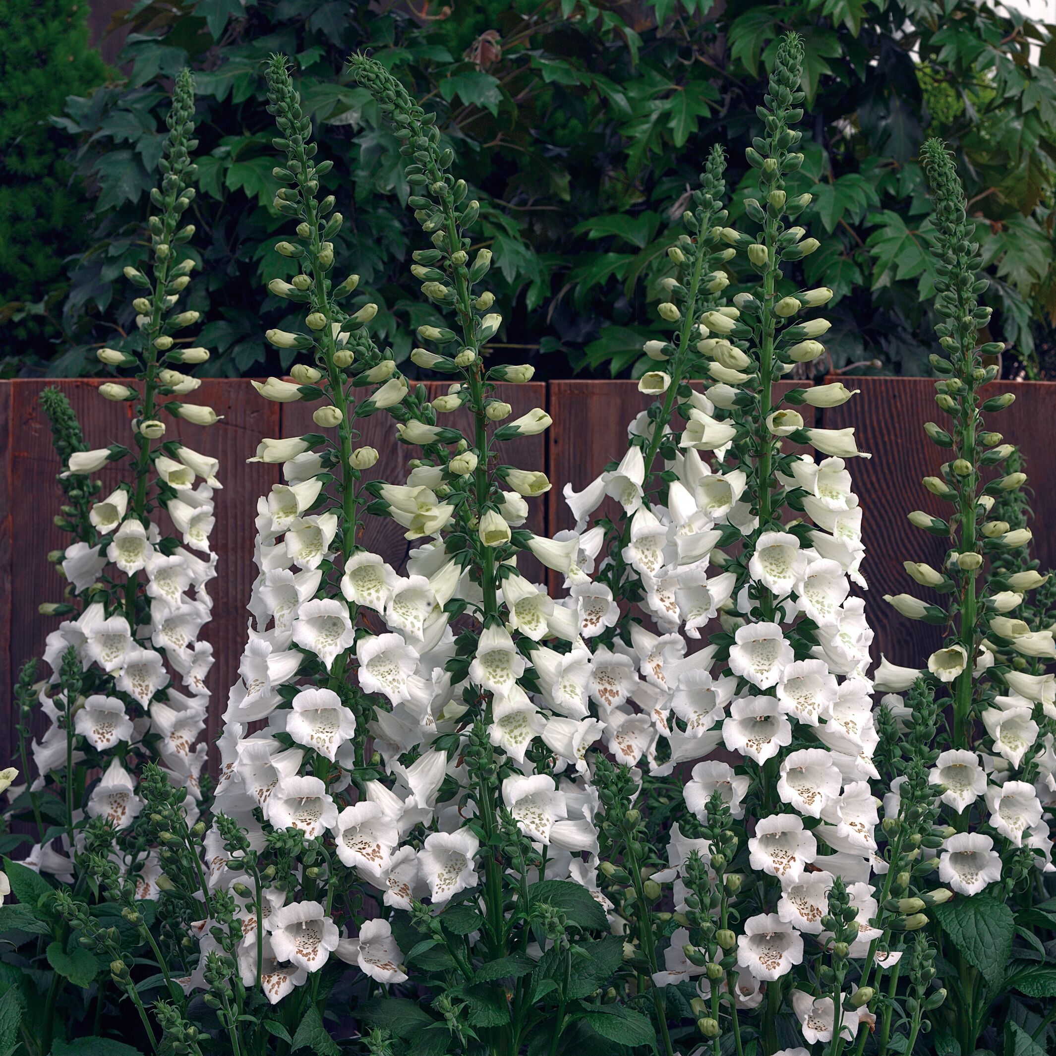 Digitalis Camelot White