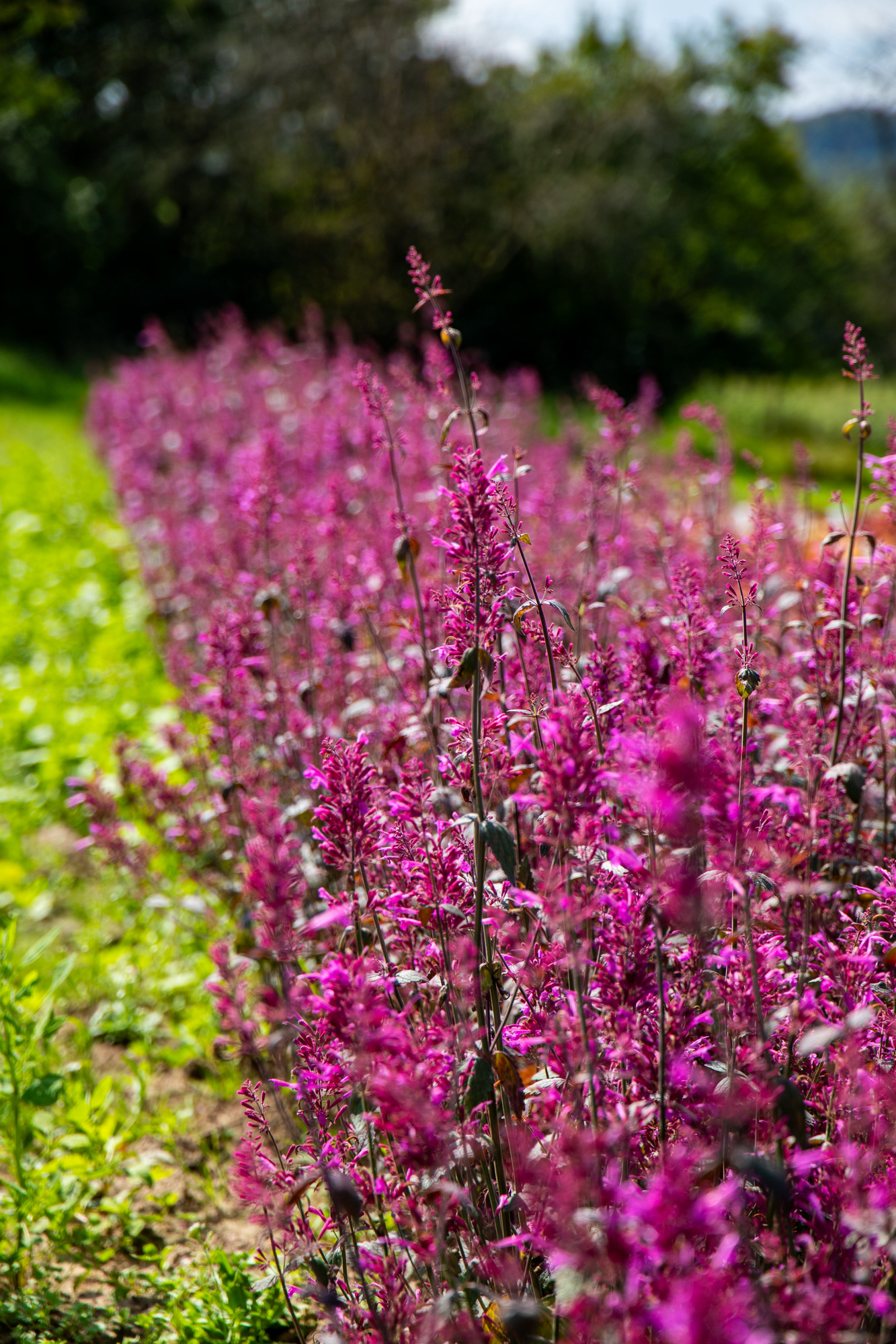 Agastache Zuni