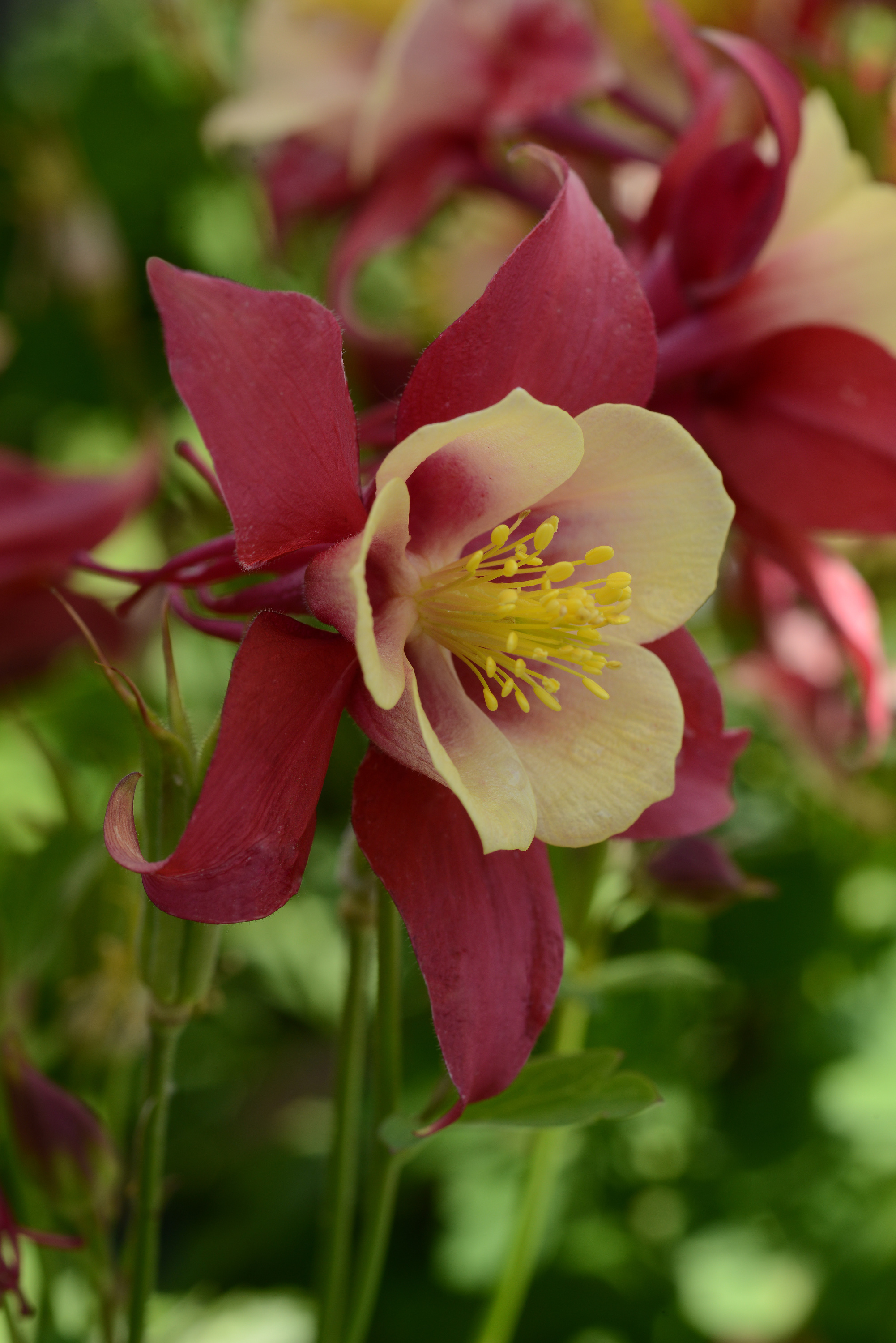 Aquilegia Earlybird Red Yellow