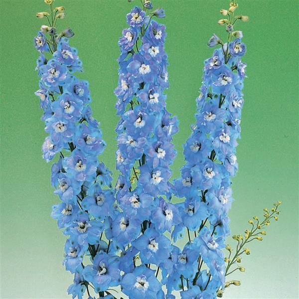 Delphinium Aurora Light Blue