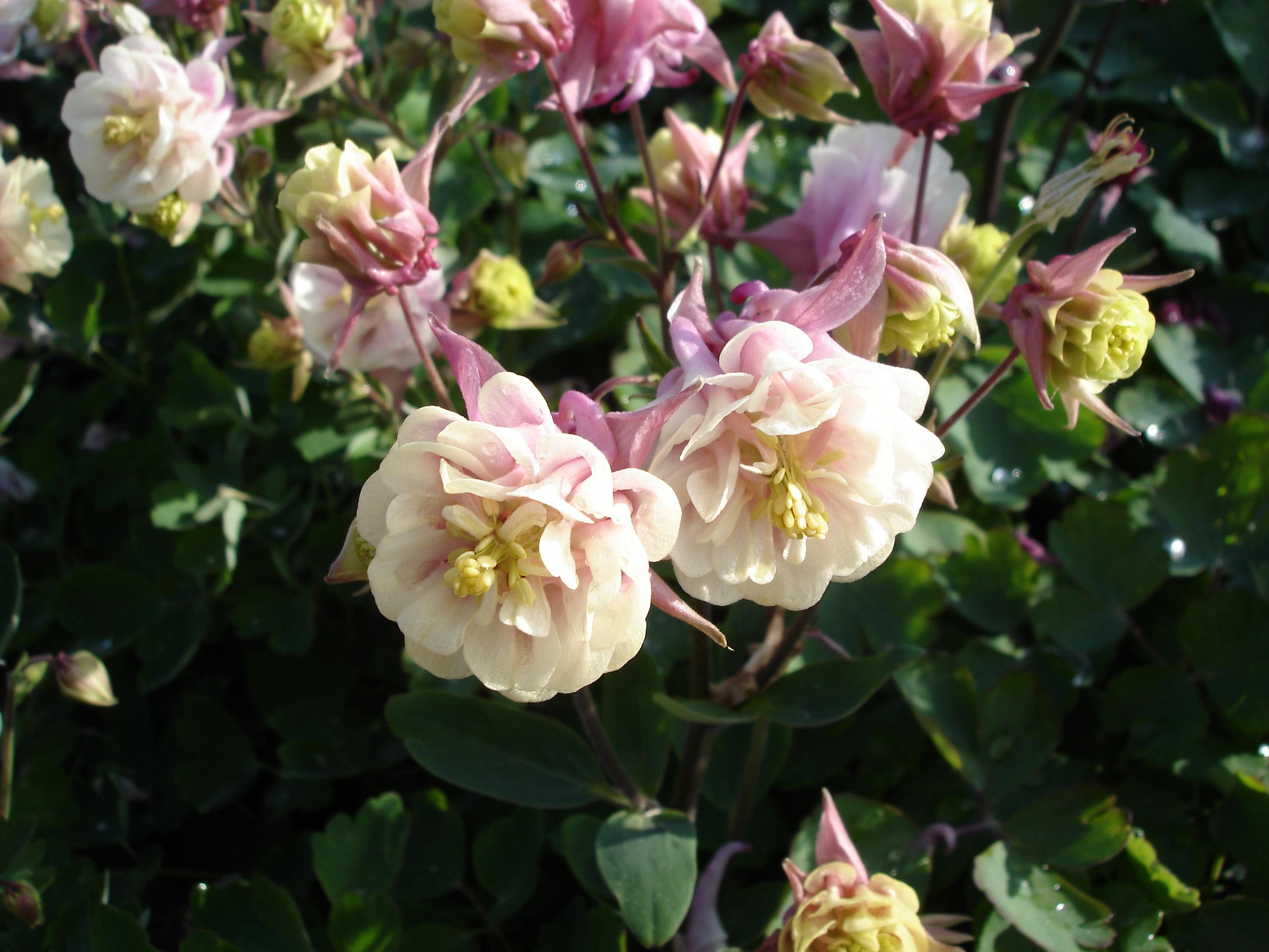 Aquilegia Winky Double Rose & White