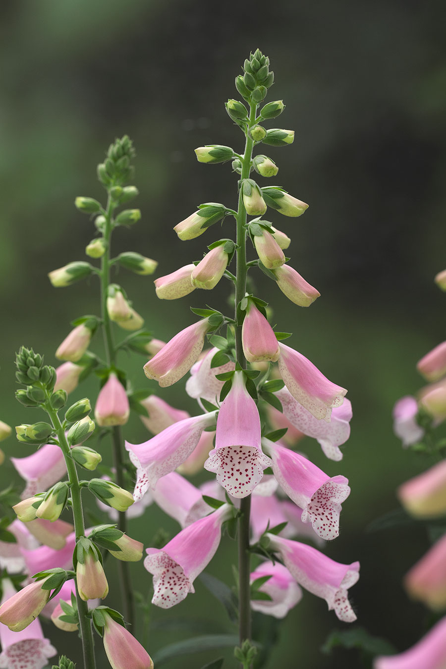 Digitalis Hanabee Pink