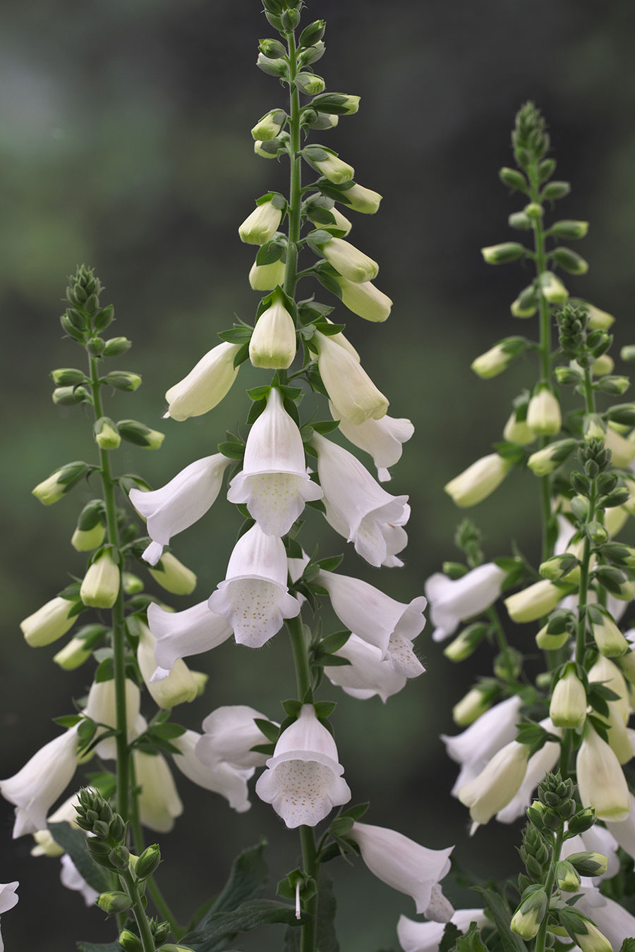 Digitalis Hanabee White
