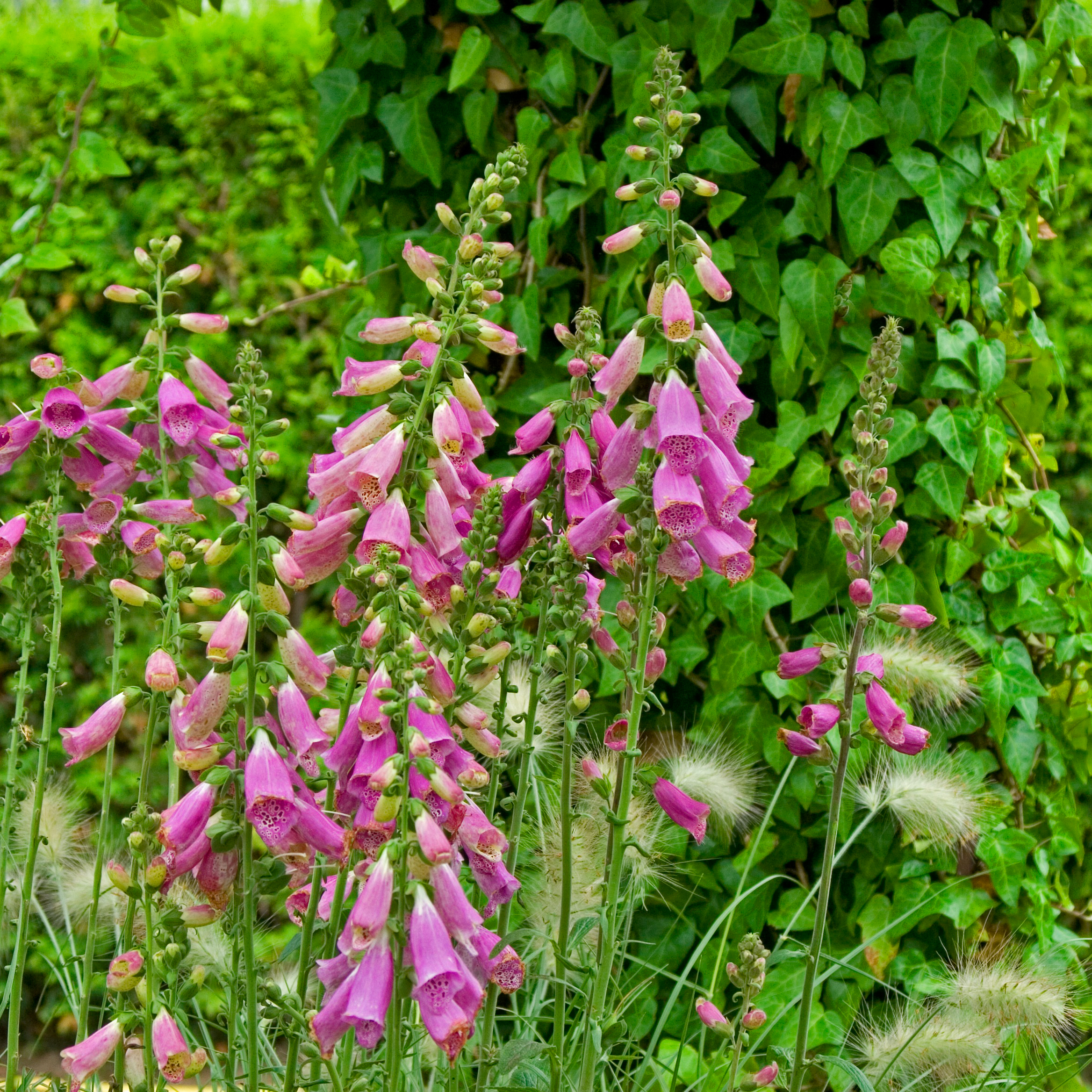 Digitalis Camelot Rose
