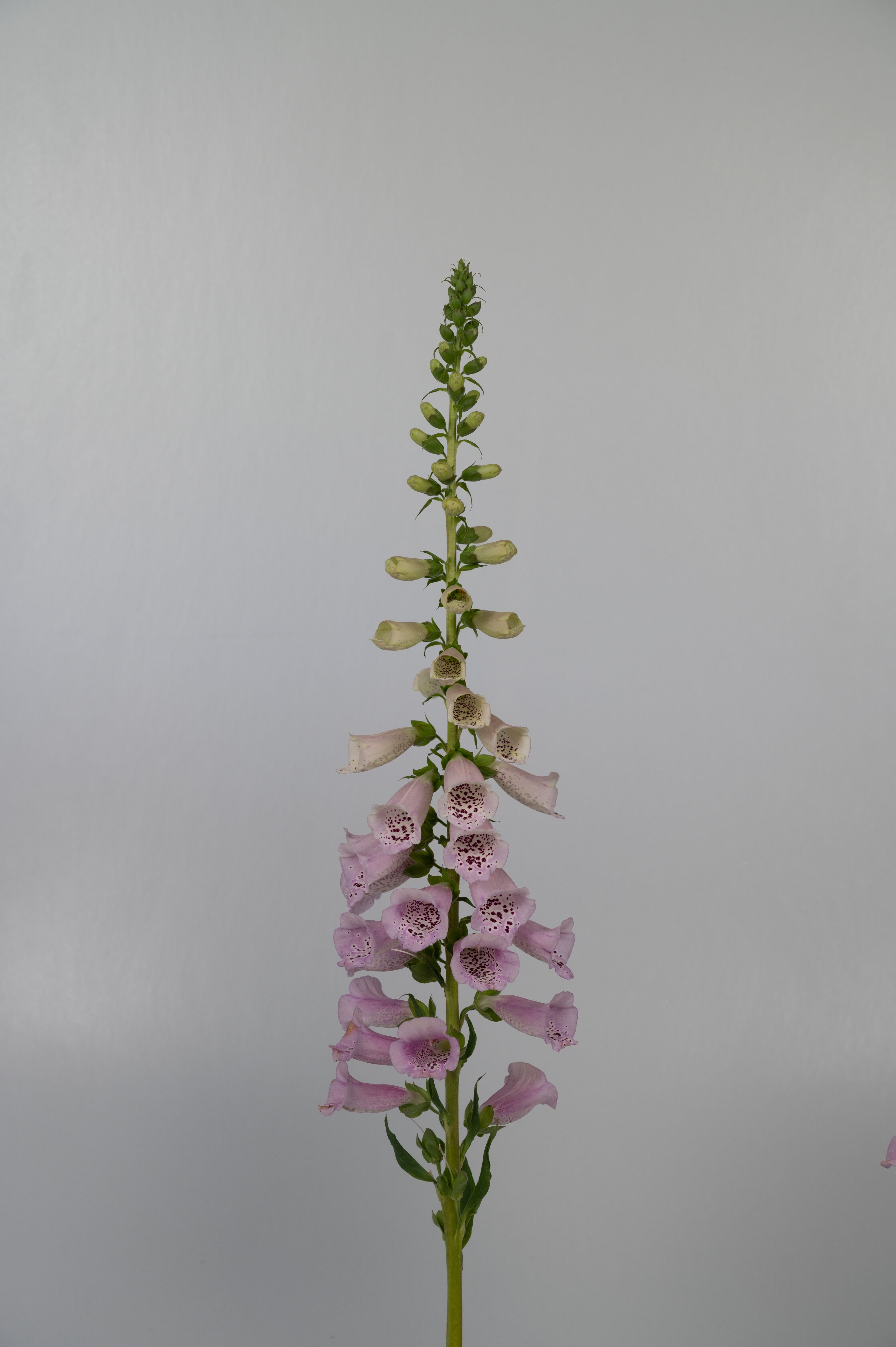 Digitalis Camelot Lavender