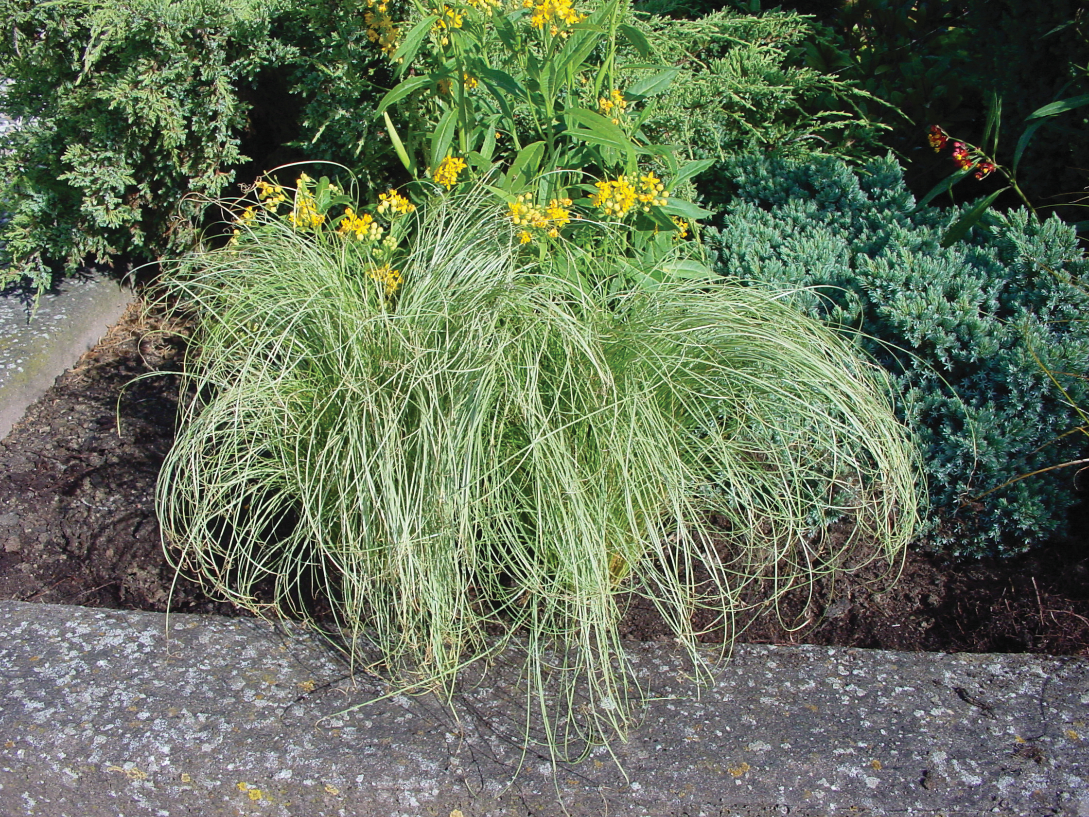 Carex Amazon Mist