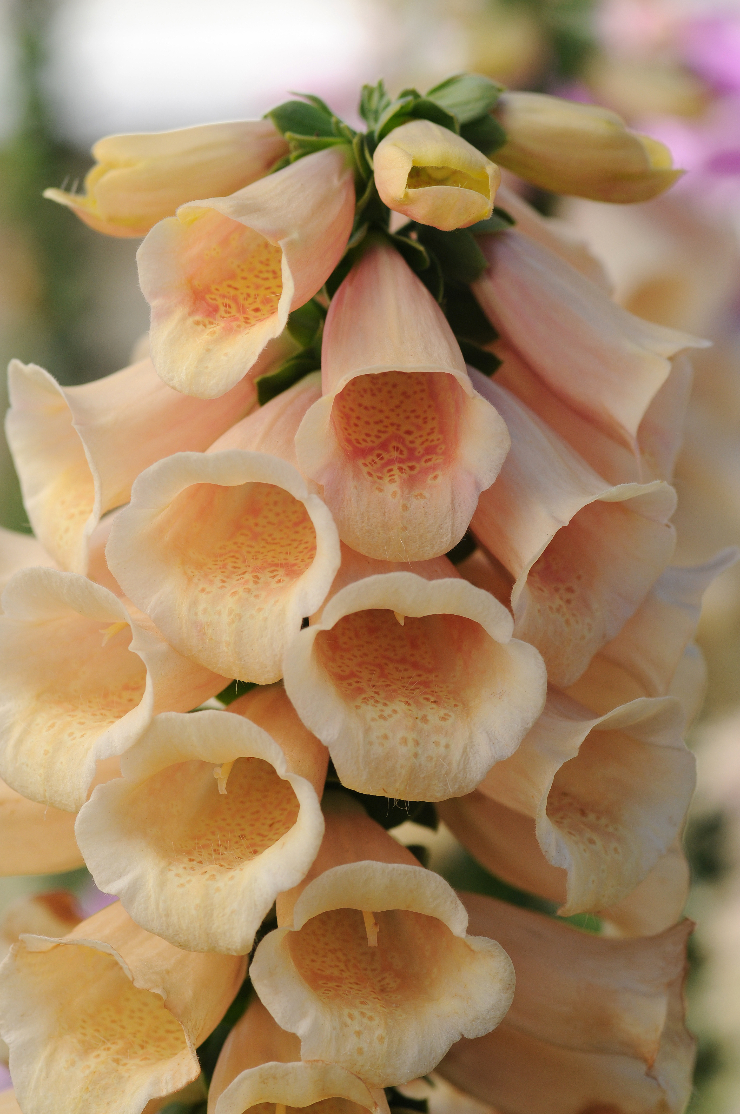 Digitalis Dalmatian Peach
