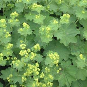 Alchemilla Mollis Select