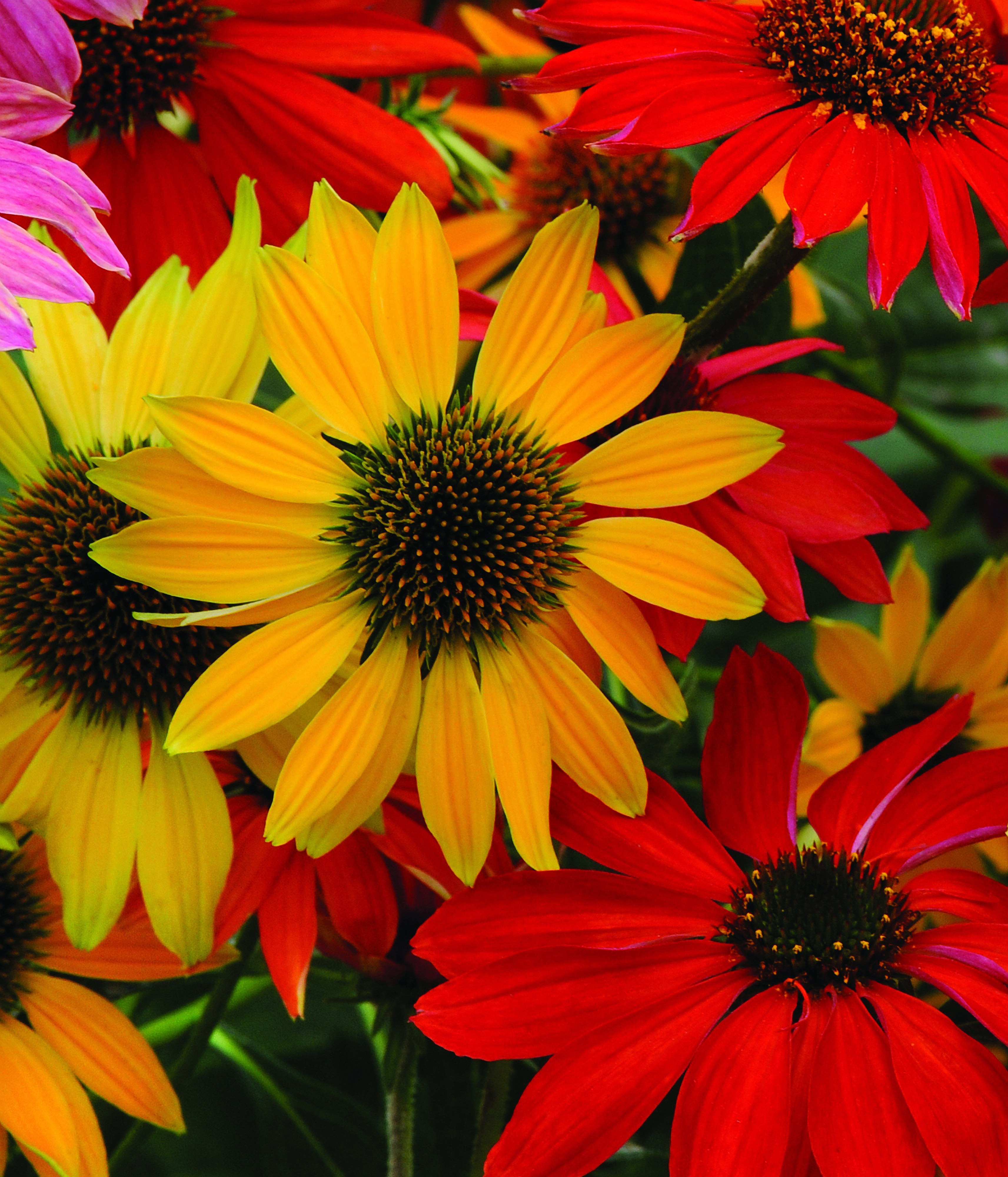Echinacea Cheyenne Spirit