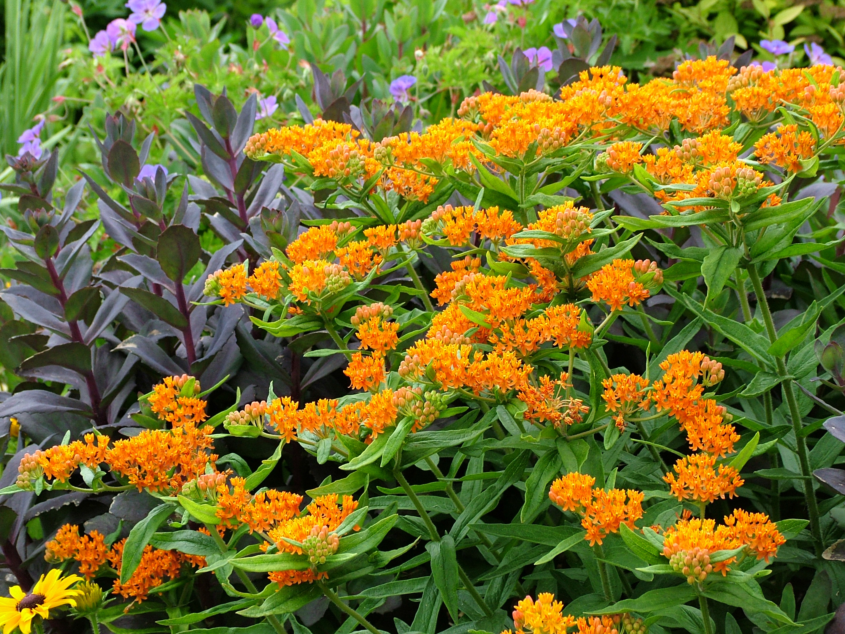Asclepias Tuberosa