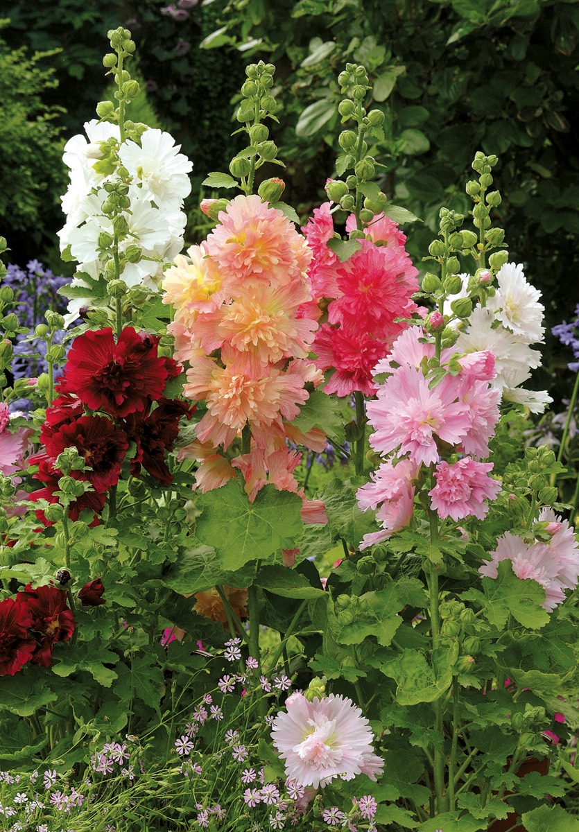 Alcea Spring Celebrities Mix