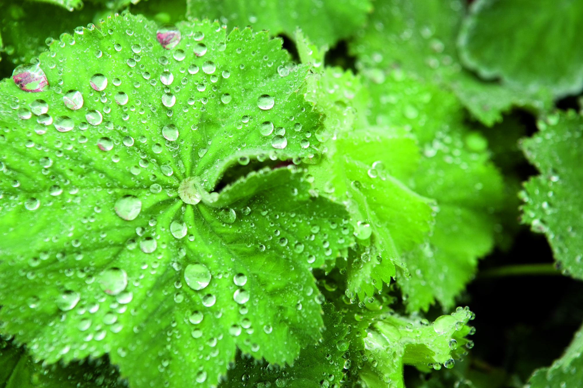 Alchemilla Thriller