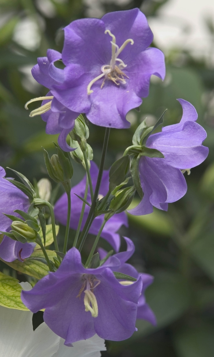 Campanula Persicifolia Blue