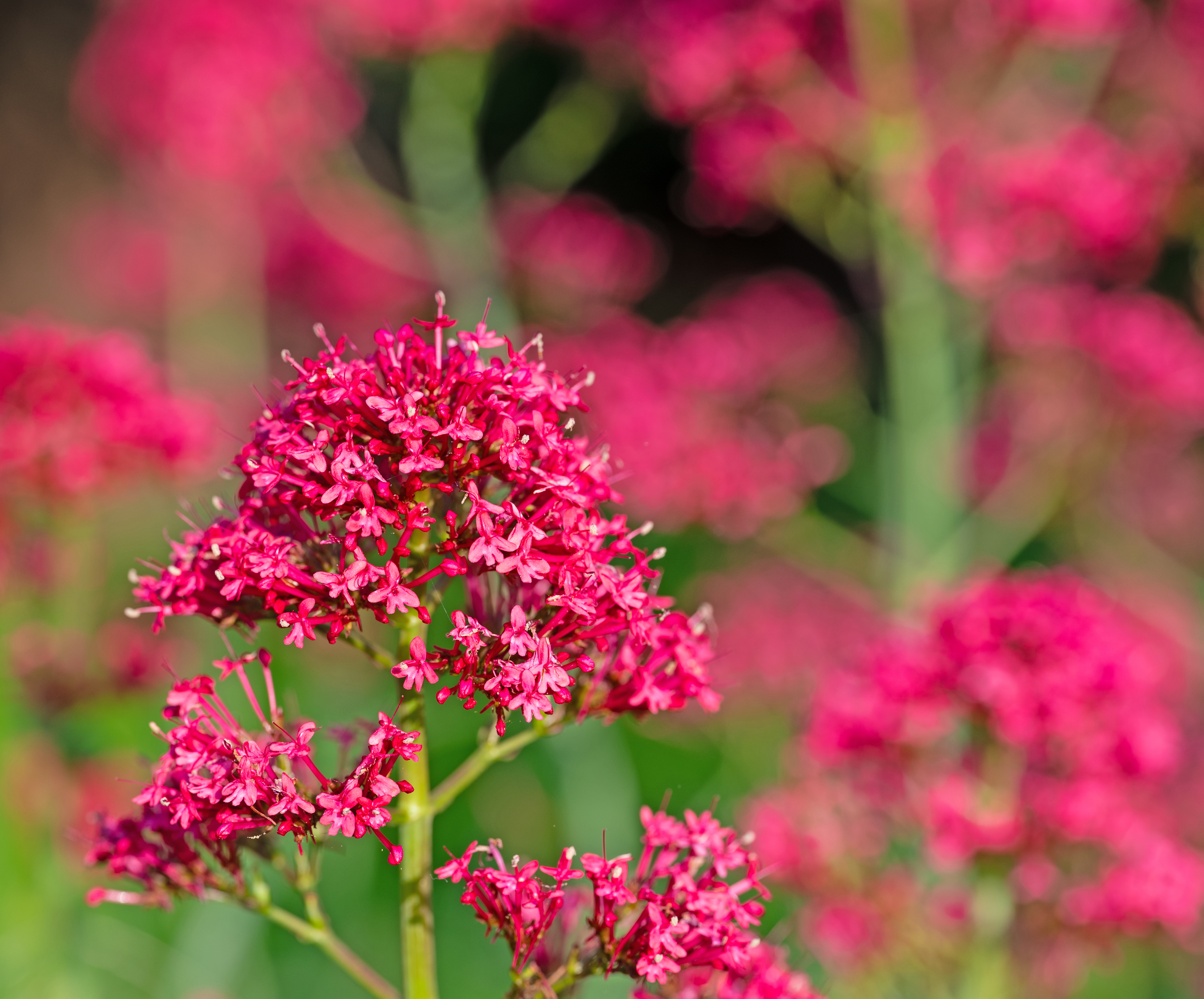 Centranthus Ruber Coccineus