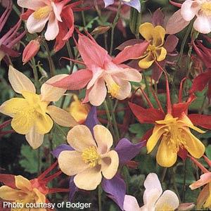 Aquilegia Mckana Mix