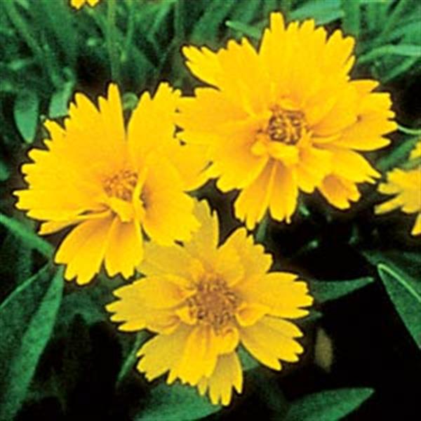 Coreopsis Early Sunrise Yellow