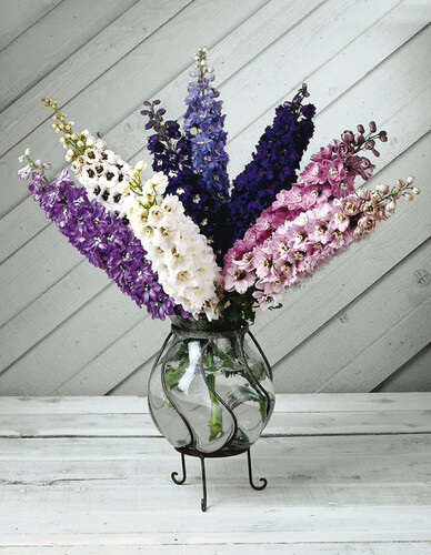 Delphinium Magic Fountain Mix