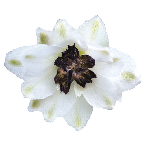 Delphinium Magic Fountain White Dark Bee