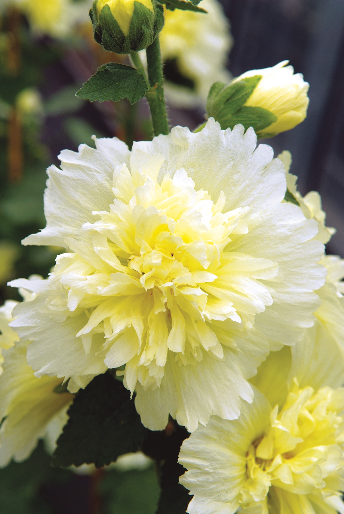 Alcea Spring Celebrities Lemon