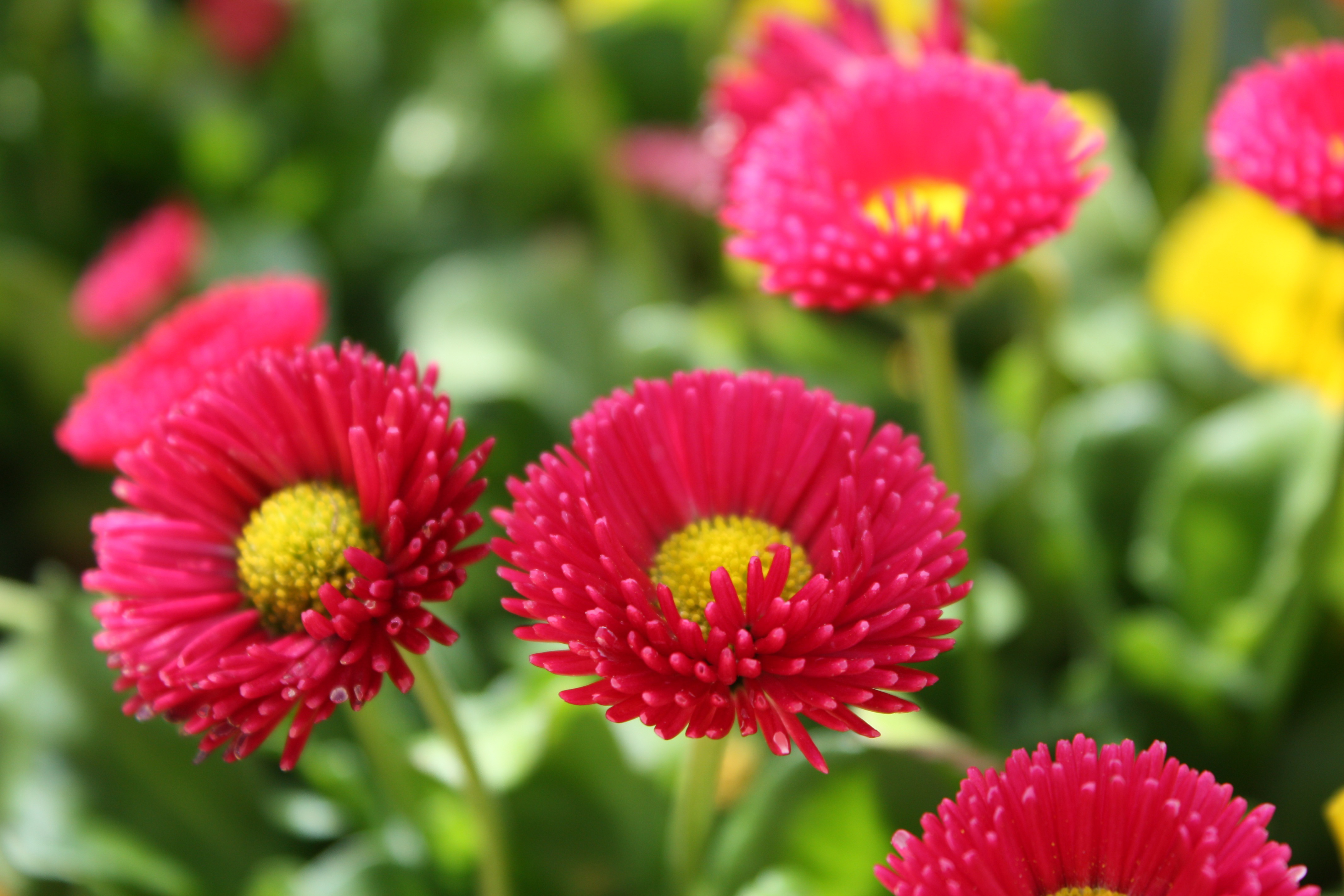 Bellis Galaxy Mix