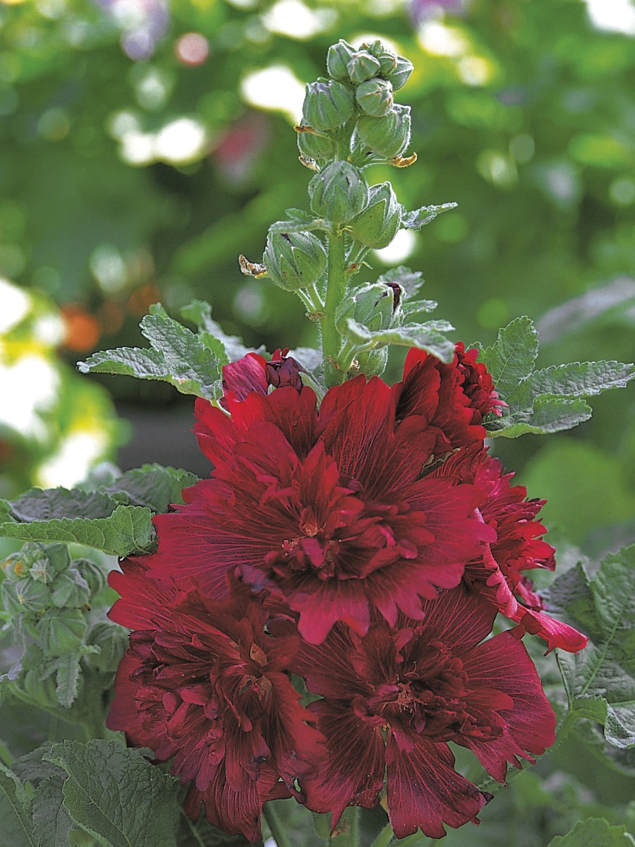 Alcea Spring Celebrities Crimson