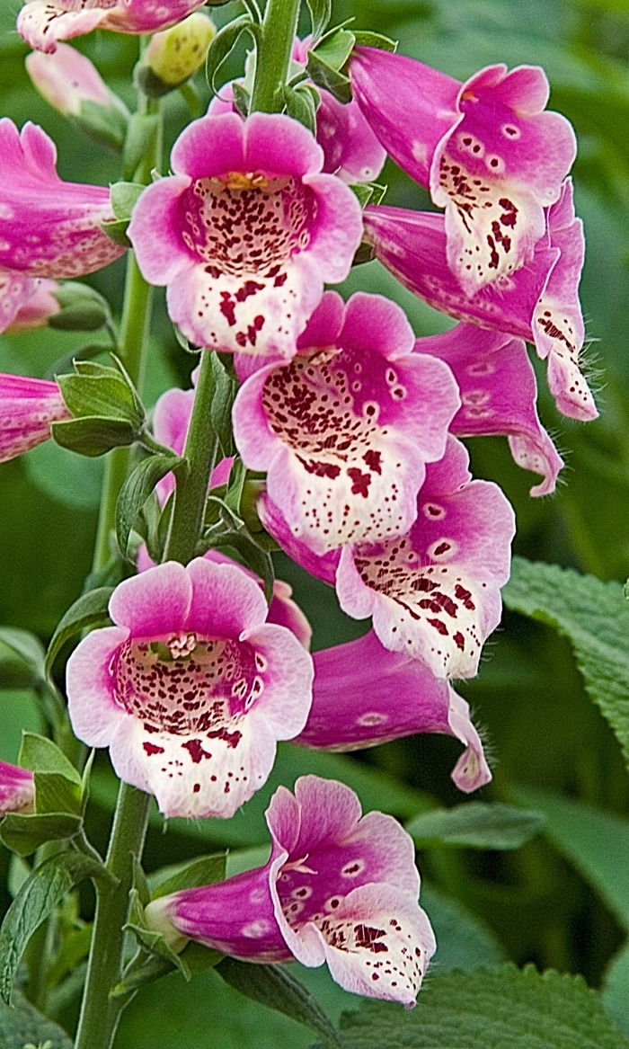 Digitalis Foxy Mix