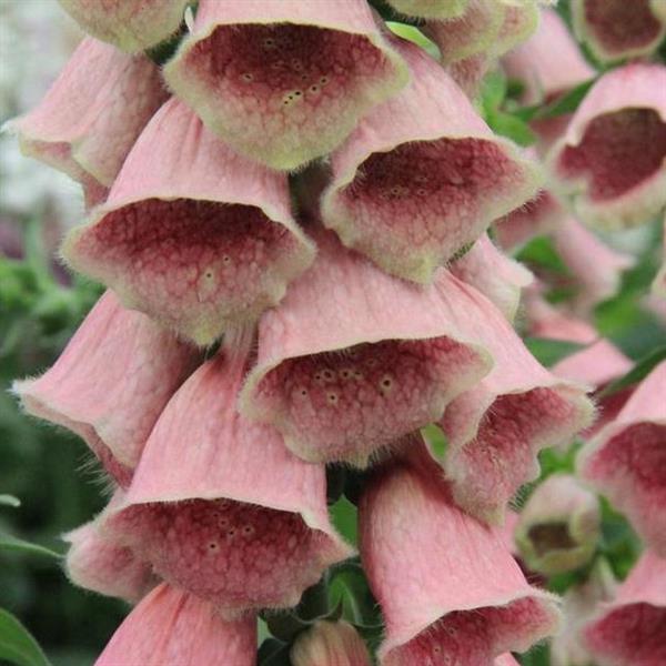 Digitalis Strawberry
