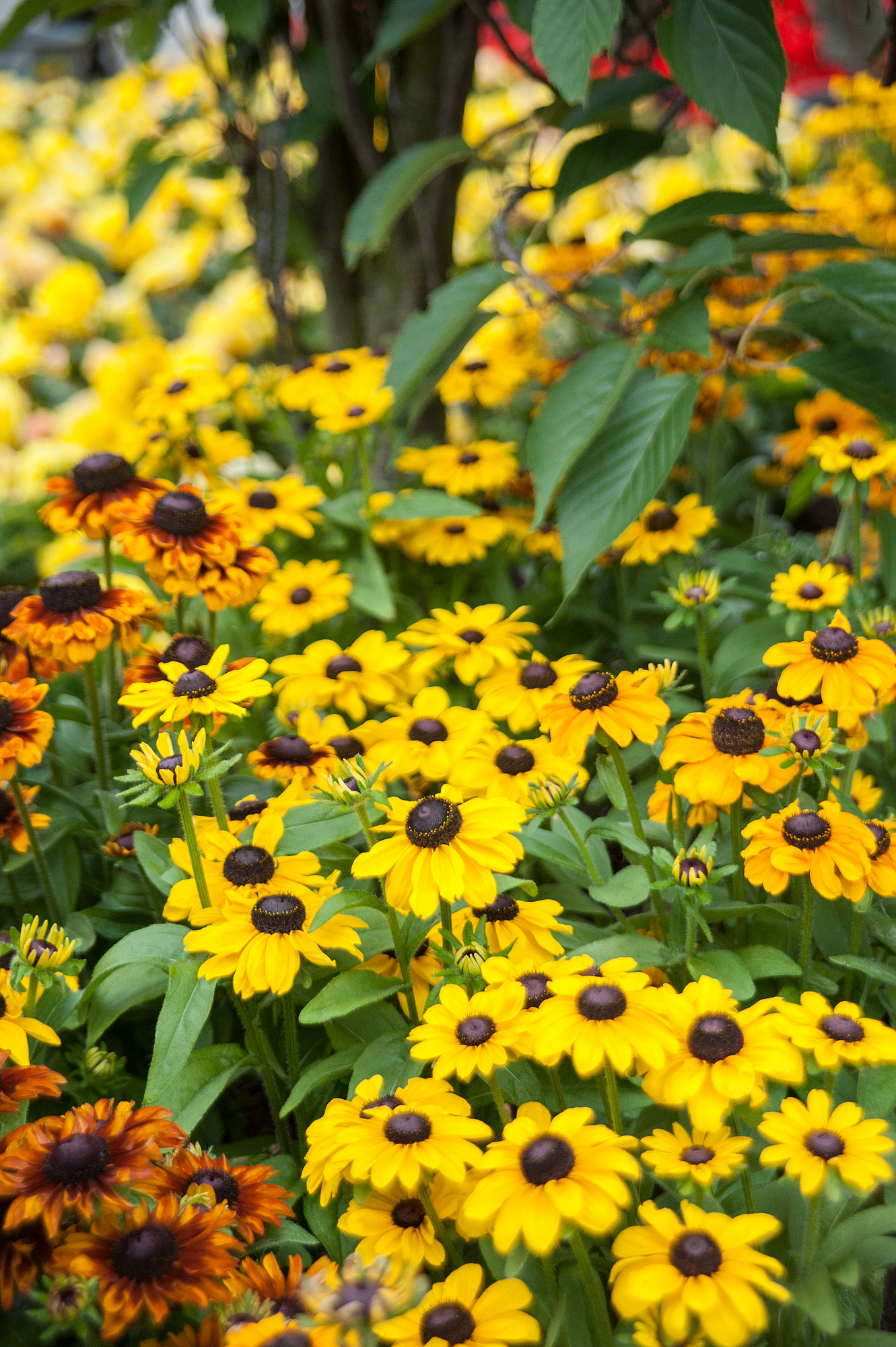 Rudbeckia Toto Assorted