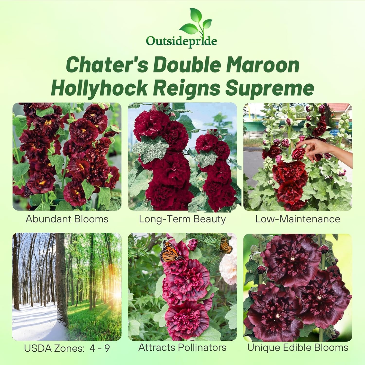Alcea Chaters Double Maroon
