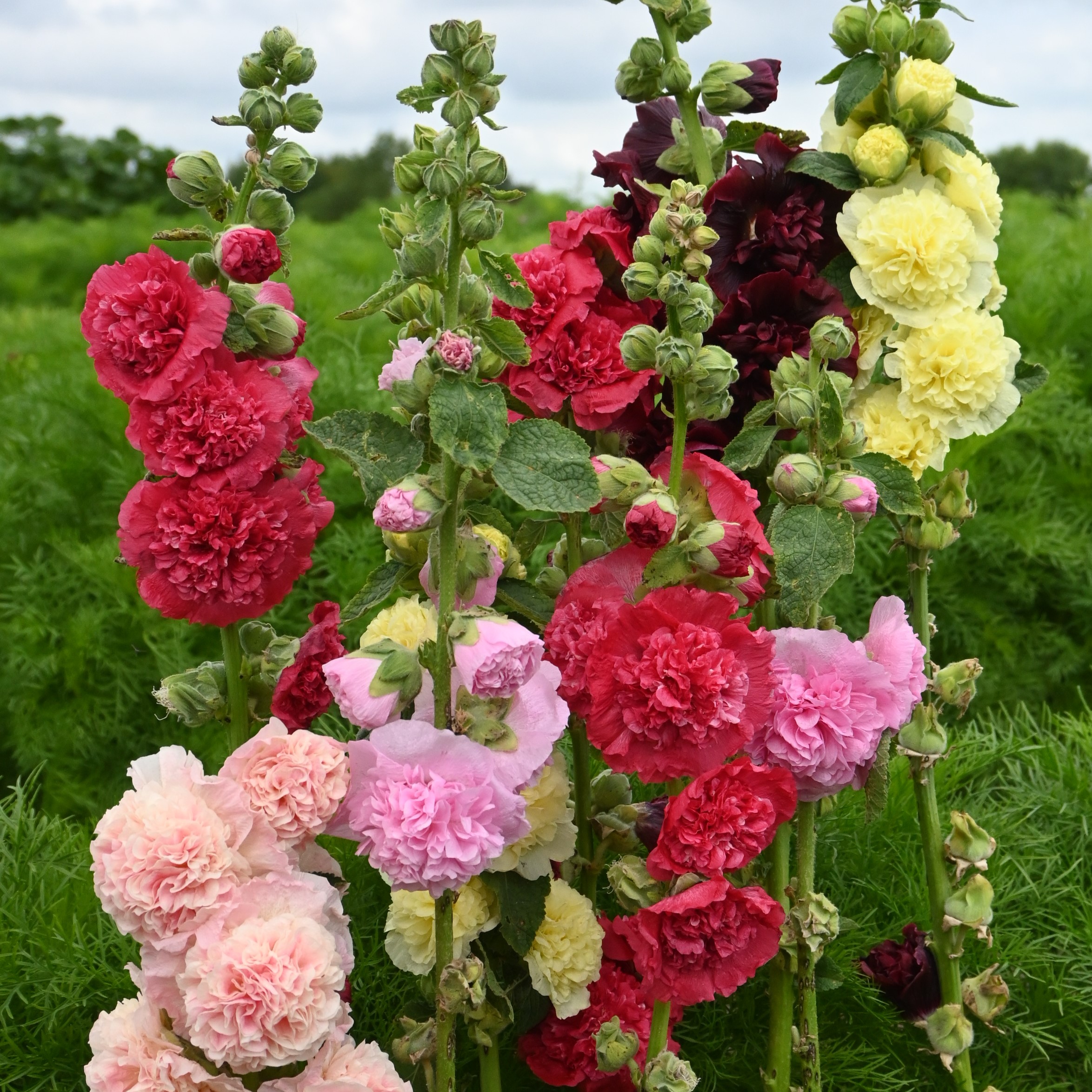 Alcea Chaters Double Mix
