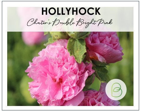 Alcea Chaters Double Bright Pink