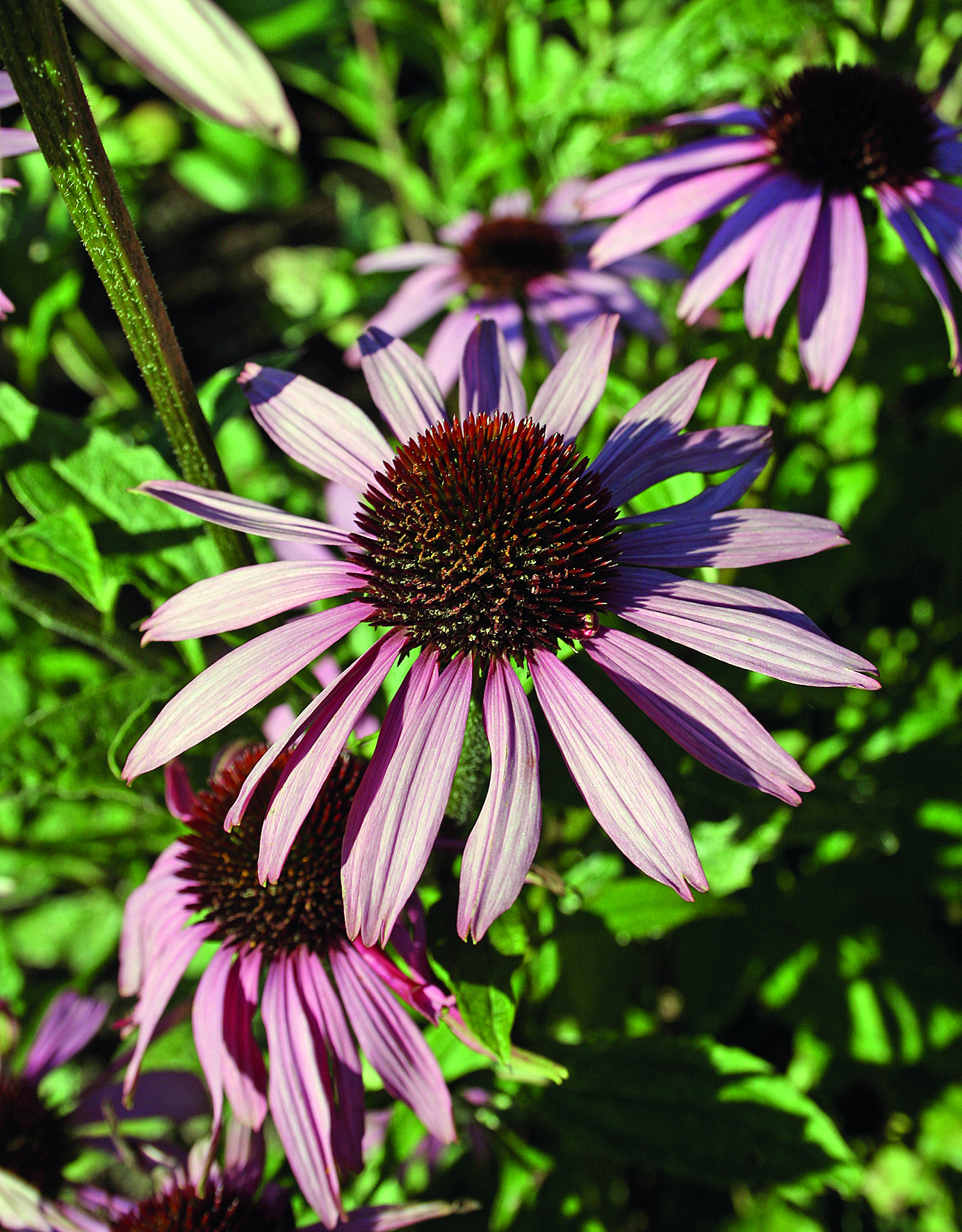 Echinacea Purpurea