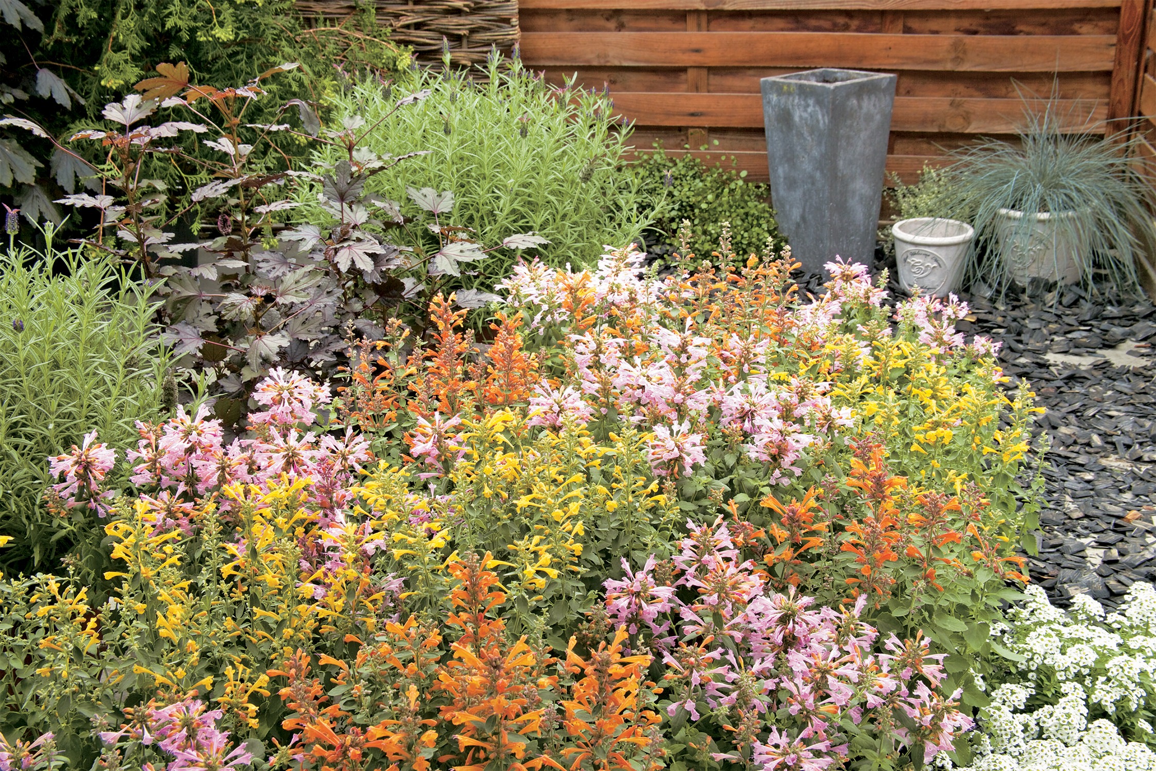 Agastache Arizona Mix