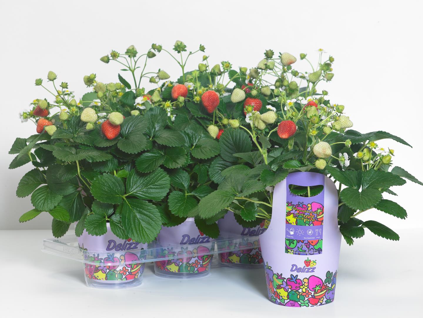 Strawberry Delizz
