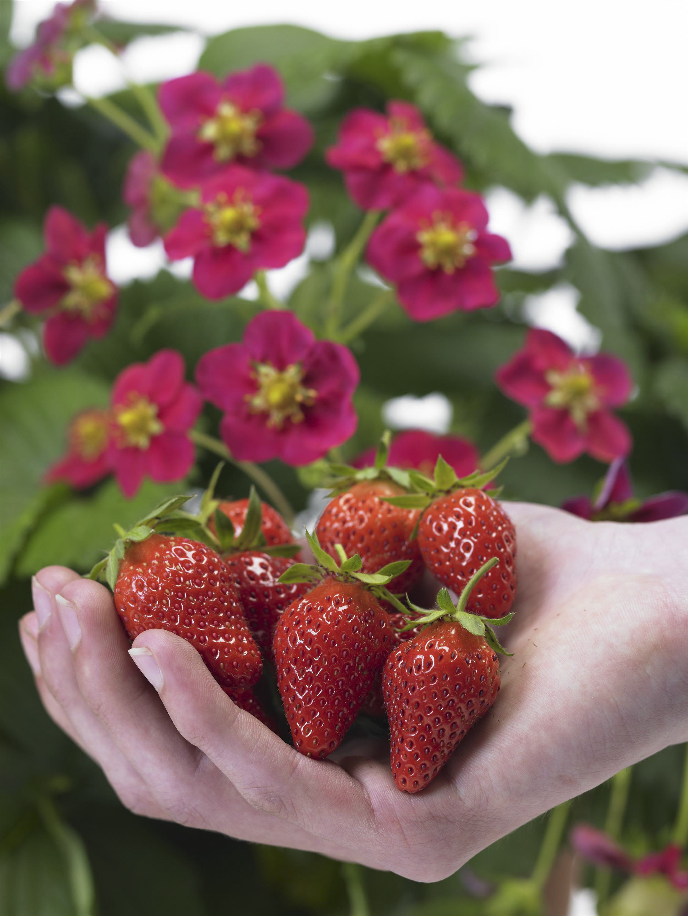Strawberry Toscana