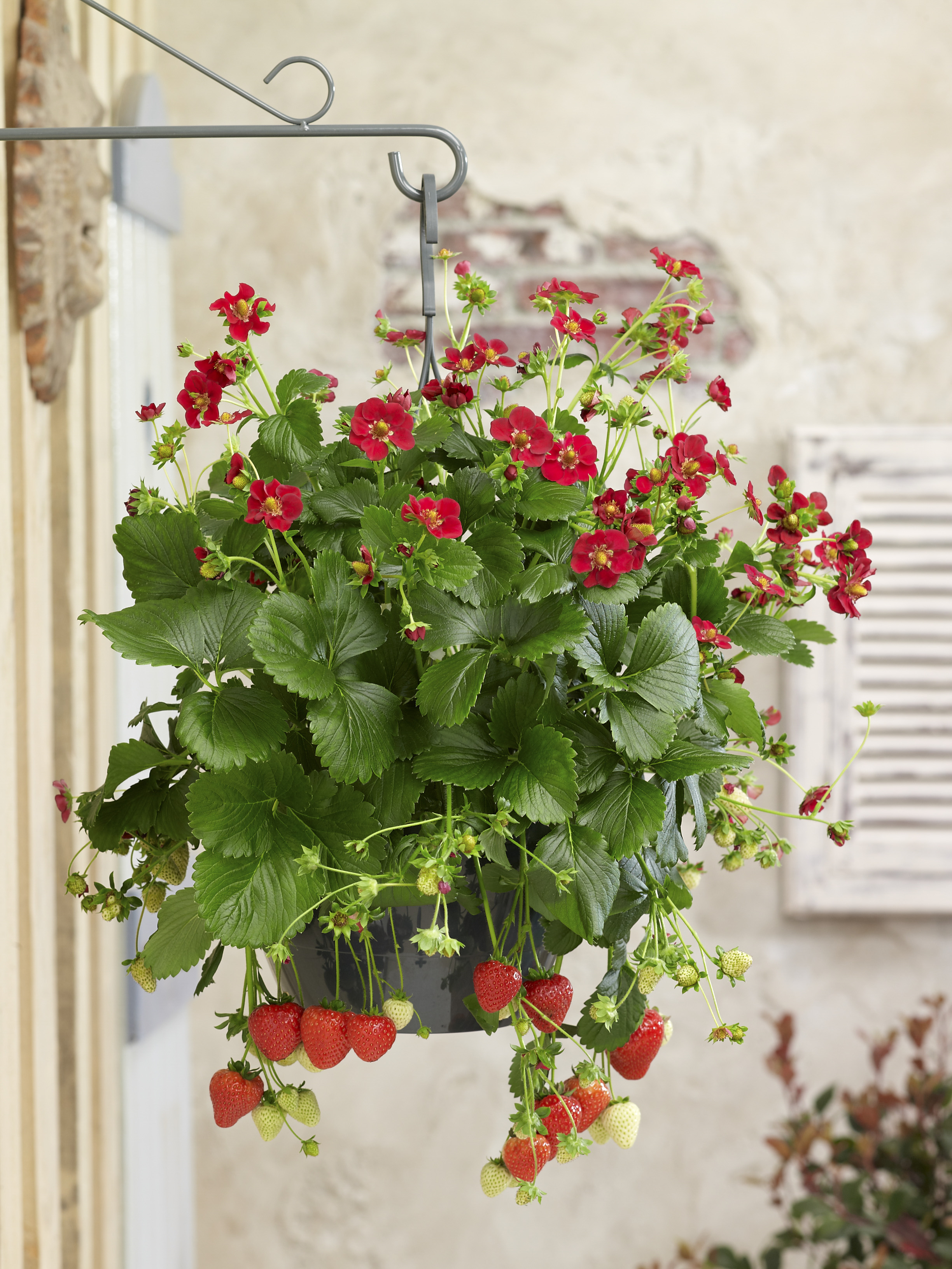 Strawberry Ruby Ann