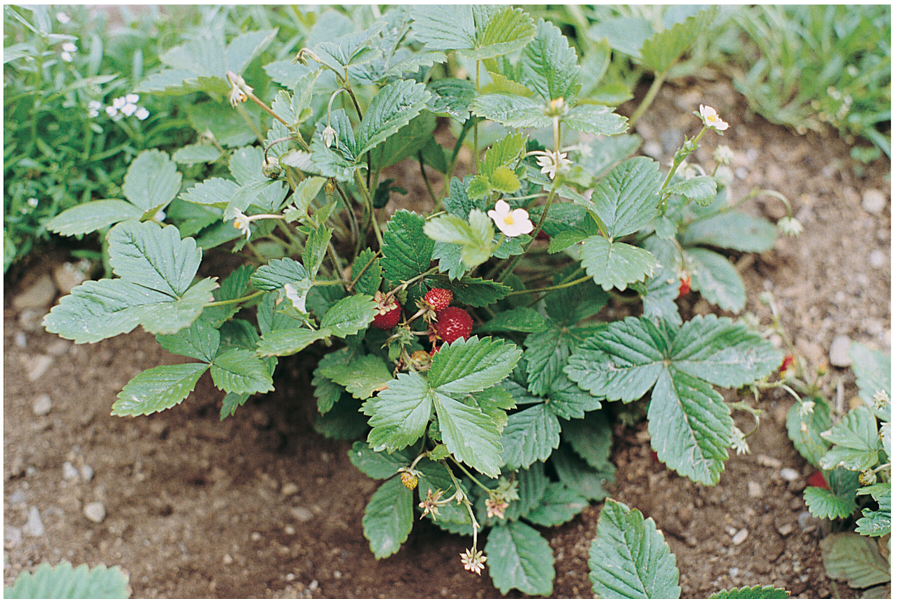Strawberry Alexandria