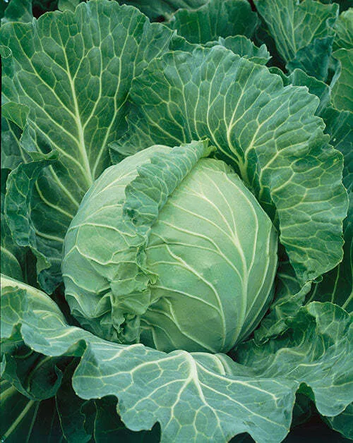 Cabbage Copenhagen