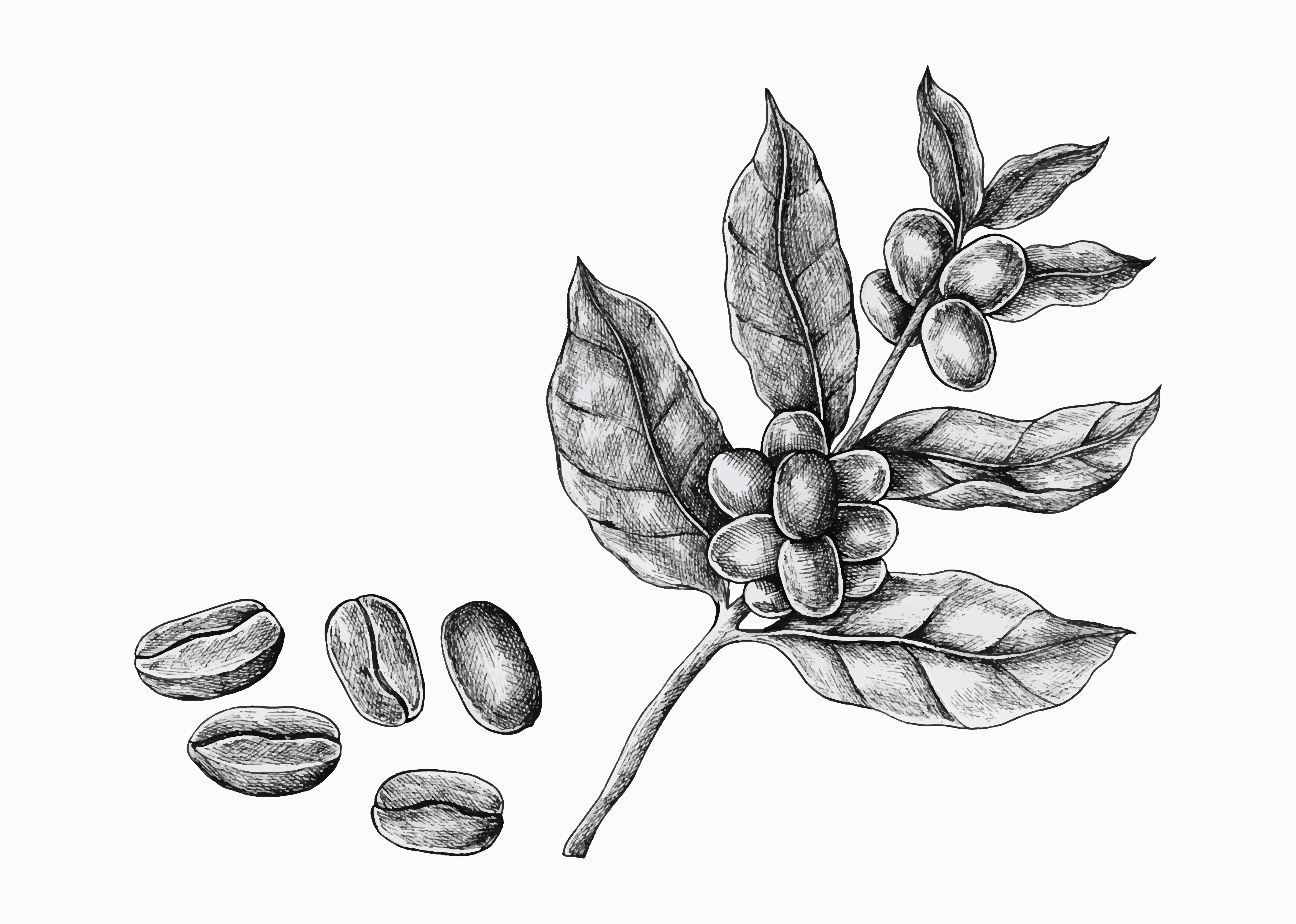 Ilustração da planta do café