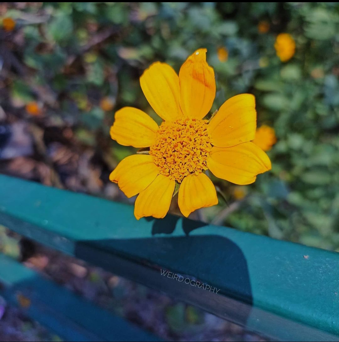 Childhood Yellow