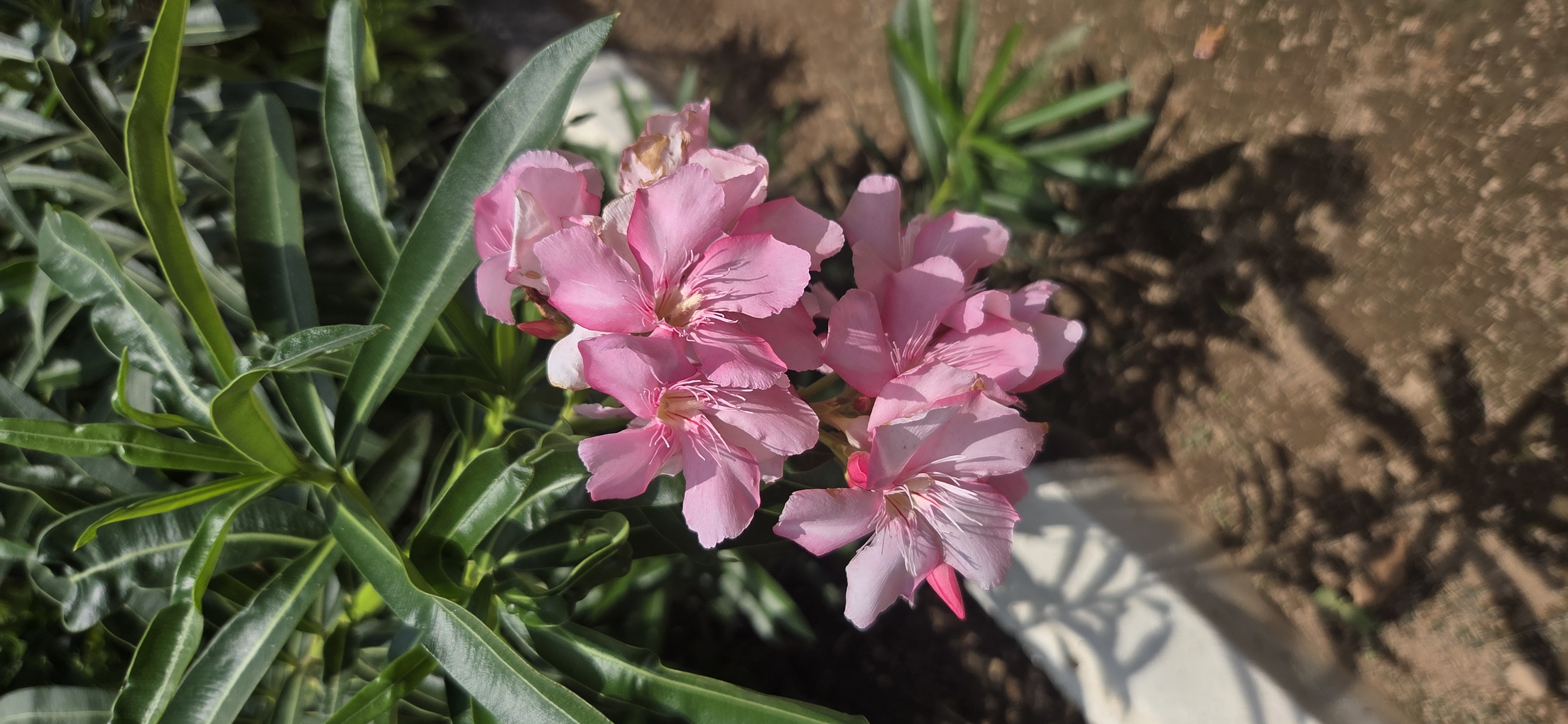 Light pink bunch