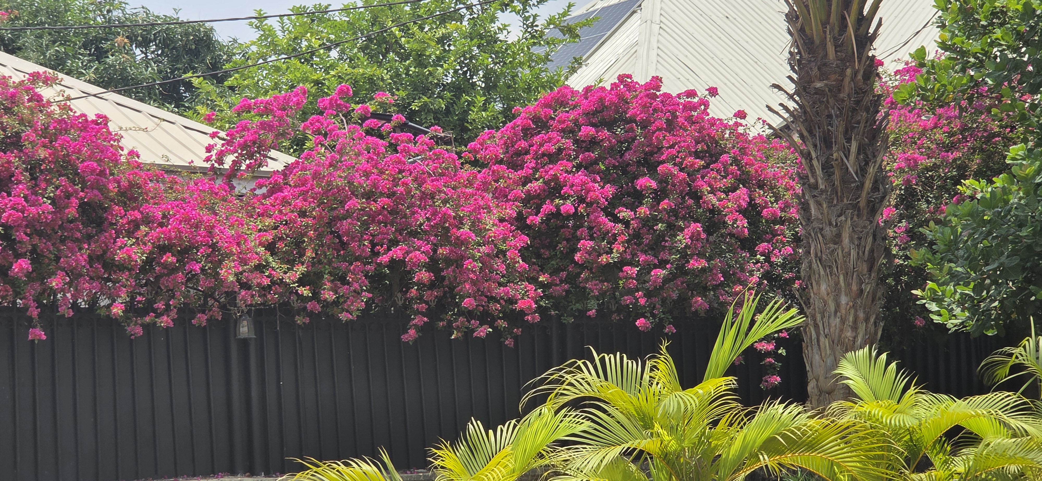 Pink Flowers on a fence